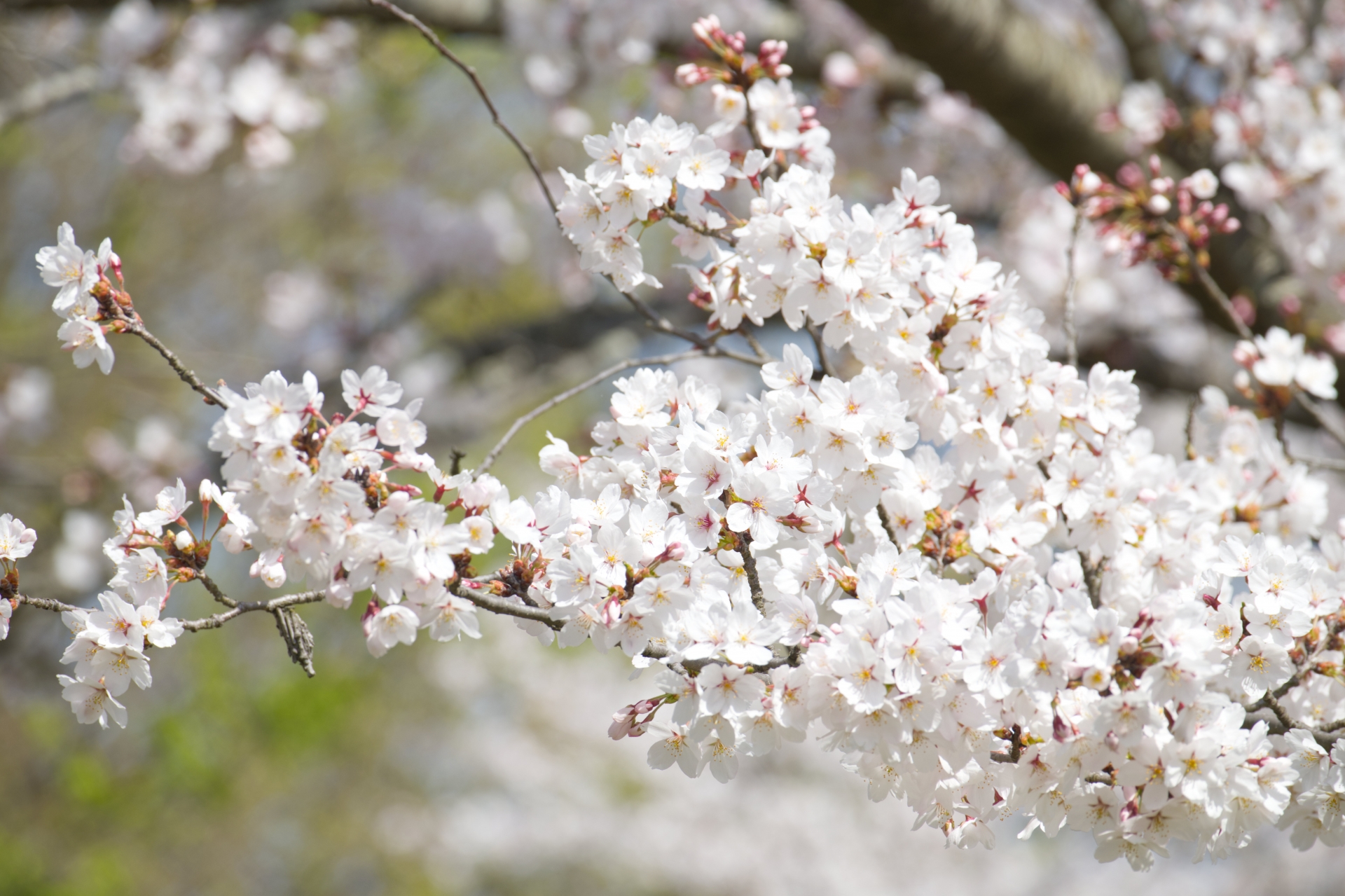 2026年新入社員入社のお知らせ